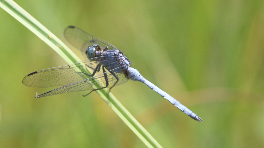 Orthetrum julia (Julia Skimmer) male 4.JPG